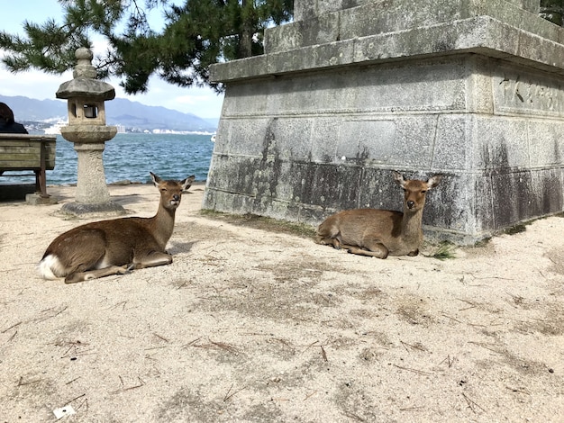 Cervo a Miyahima - Hiroshima