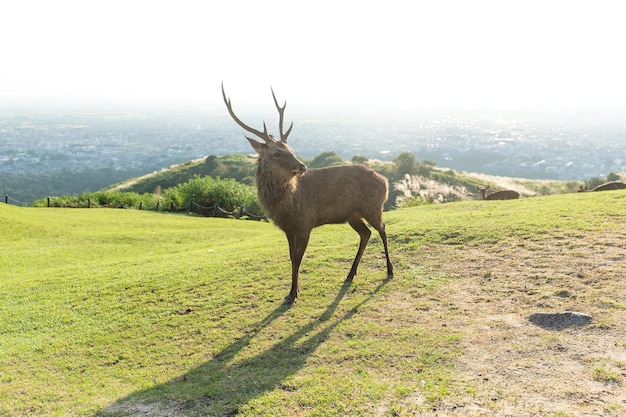 Cervo a Nara