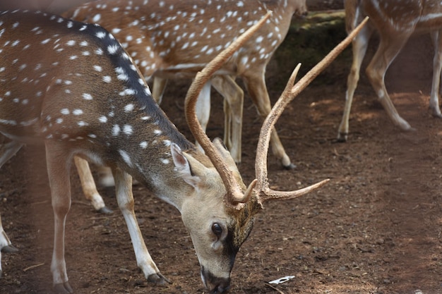 cervo allo zoo