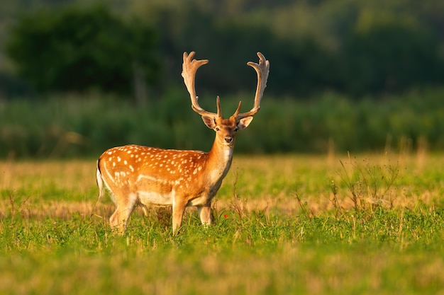 Cervo attento dei daini con le corna crescenti coperte nello sguardo del velluto