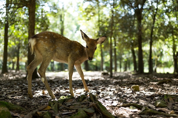 Cervo carino nel parco