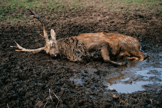 Cervo che riposa e dorme nel fango. Espressivo ritratto di animale selvatico morto che giace in terra e pozzanghera