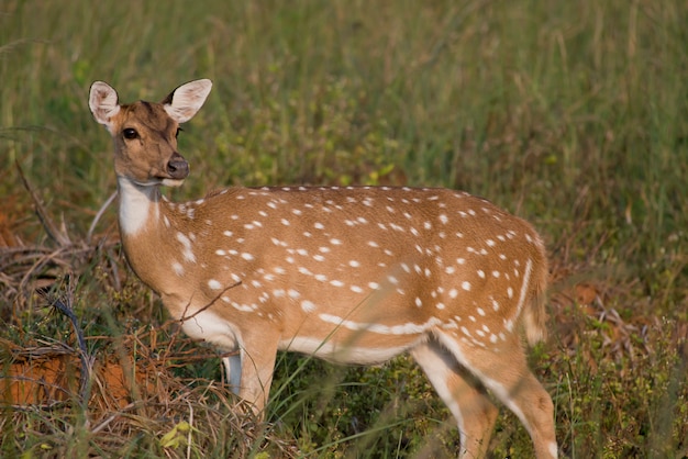 Cervo Chital