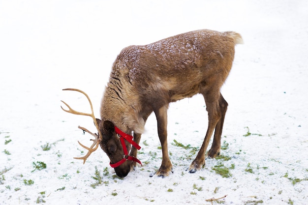 Cervo con corna, corna nella neve. Fattoria di animali nel nord