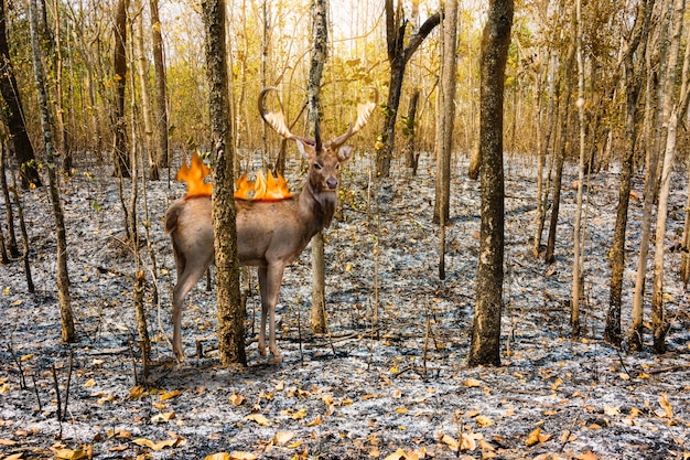 cervo con fuoco bruciare su di esso stand nella foresta di detriti bruciati