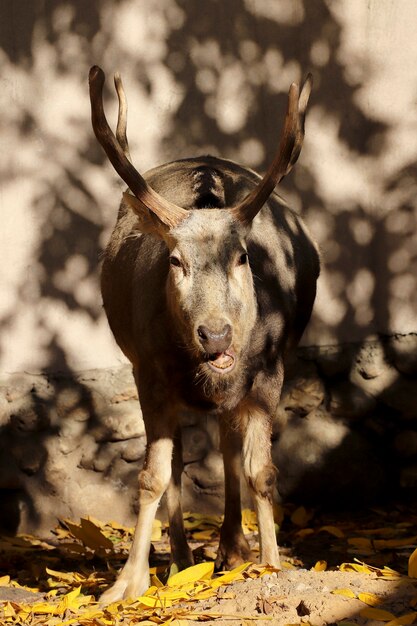 Cervo con le corna nel recinto dello zoo in autunno