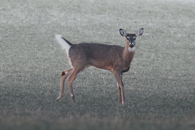 cervo dalla coda bianca in un campo