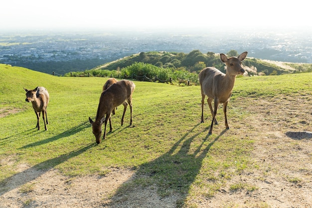 Cervo di cervo a Nara