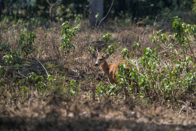 Cervo di palude Blastocerus dichotomus in ambiente pantanal Brasile