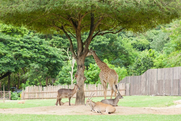 Cervo e giraffa sotto un albero.