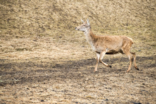 Cervo femmina sullo sfondo dell'erba