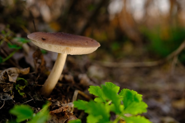 Cervo fungo Pluteus cervinus su un ceppo di betulla tra follia