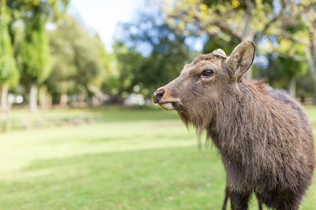 Cervo maschio carino