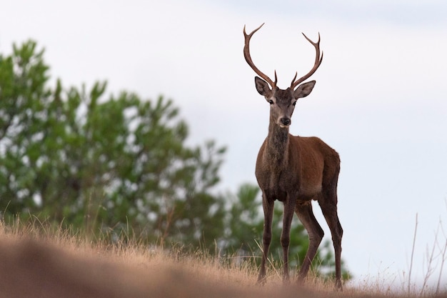 Cervo maschio Cervus elaphus Cordoba Spagna