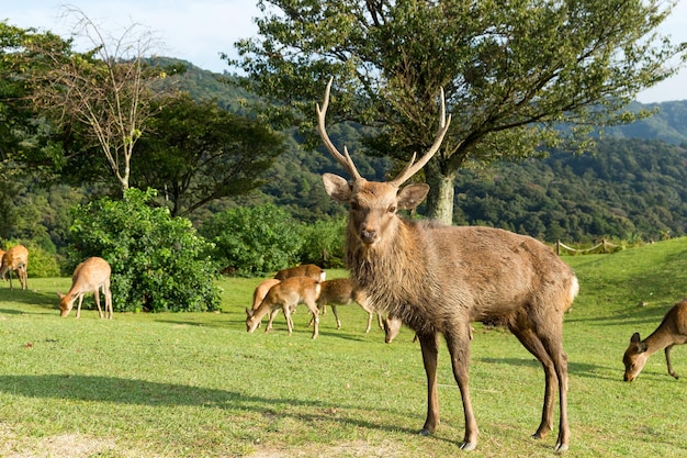 Cervo maschio Nara