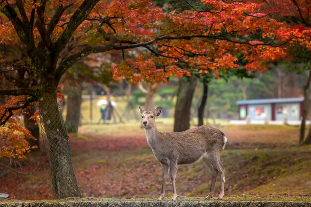 Cervo nel Parco di Nara