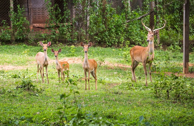 Cervo nello zoo