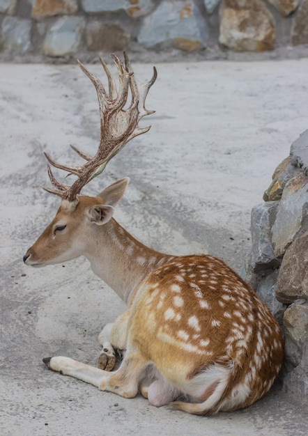 Cervo nello zoo