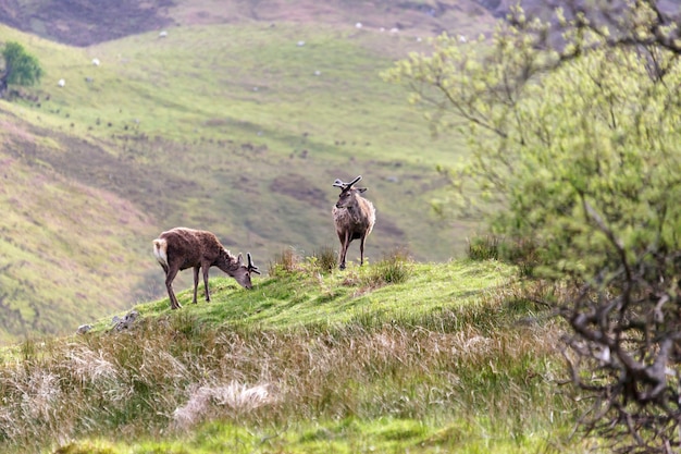 Cervo nobile (Cervus elaphus)