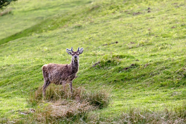 Cervo nobile (Cervus elaphus)