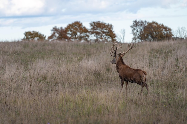 Cervo nobile con grandi corna durante la stagione degli amori sulla prateria in autunno Cervus elaphus