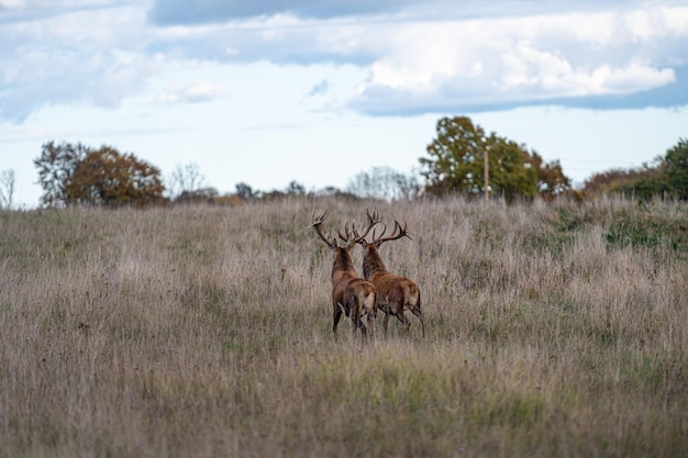 Cervo nobile con grandi corna durante la stagione degli amori sulla prateria in autunno Cervus elaphus