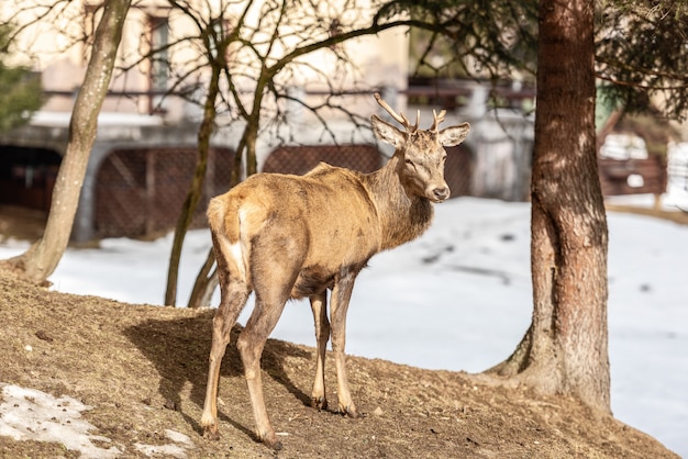 Cervo pacifico che riposa sotto un albero nell&#39;orario invernale, giorno di inverno freddo