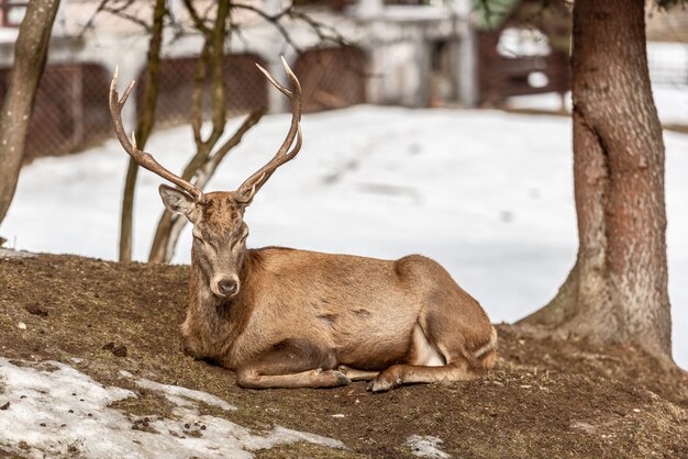 Cervo pacifico che riposa sotto un albero nell&#39;orario invernale, giorno di inverno freddo