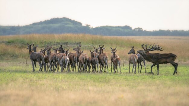 Cervo rosso (Cervus elaphus) addio al celibato con un gruppo di cervi rossi femminili nella stagione degli amori sul campo