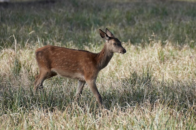 Cervo rosso Cervus elaphus