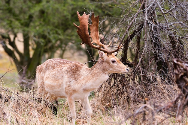 Cervo rosso con palchi nella foresta primaverile di Amsterdamse Waterleidingduinen nei Paesi Bassi