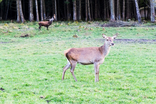 Cervo rosso europeo nella foresta