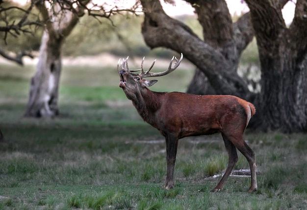 Cervo rosso maschio nella riserva naturale del Parque Luro di La Pampa Argentina