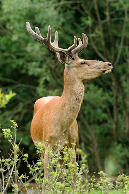 Cervo rosso selvatico in natura