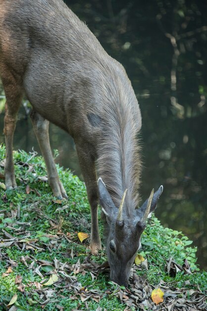 cervo sambar selvaggio nel parco nazionale di Khao Yai