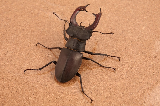 Cervo scarabeo su uno sfondo di sughero