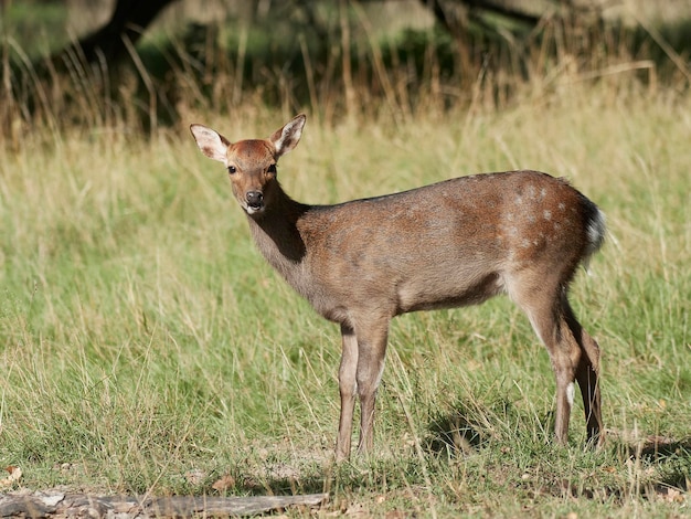 Cervo Sika Cervus nippon