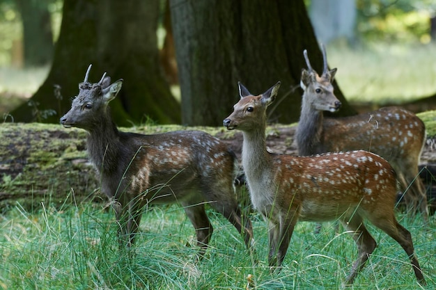 Cervo Sika Cervus nippon