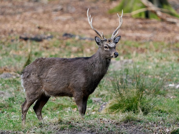 Cervo Sika Cervus nippon