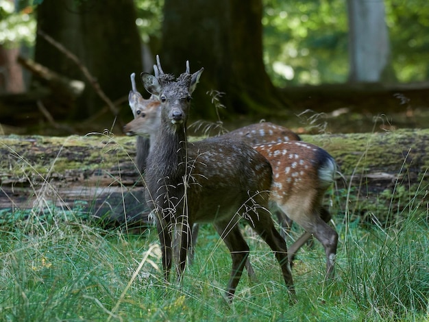 Cervo Sika Cervus nippon