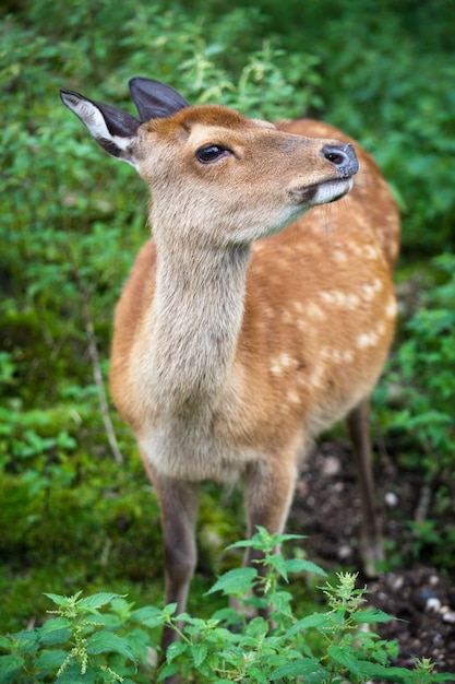 Cervo Sika lat Cervus nippon doe