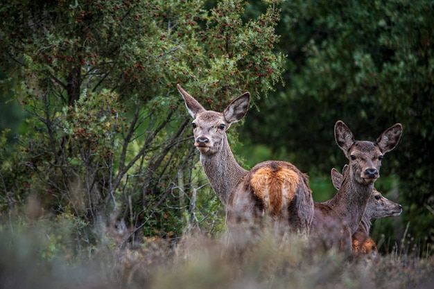 Cervus elaphus: il cervo comune, detto anche cervo europeo, cervo nobile.