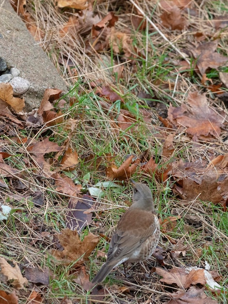 Cesena (Turdus pilaris) Stoccolma, Svezia