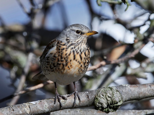 Cesena Turdus pilaris