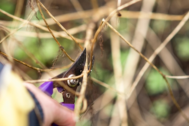 Cesoie da giardino tagliano vecchi rami Concetto di piante per la cura del giardino