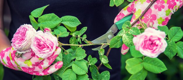 Cesoie per rose da potatura da giardiniere.