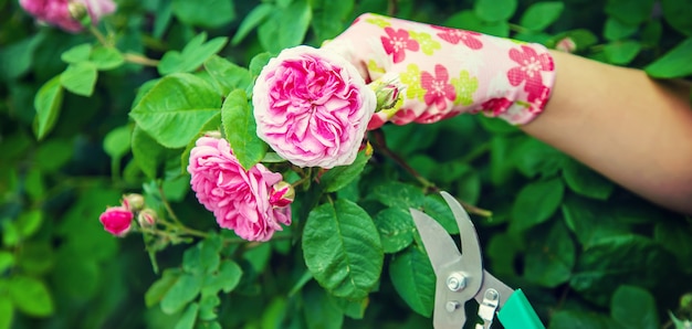 Cesoie per rose da potatura da giardiniere.