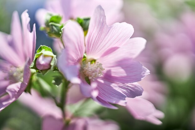 Cespugli con bellissimi fiori rosa vicino alla casa