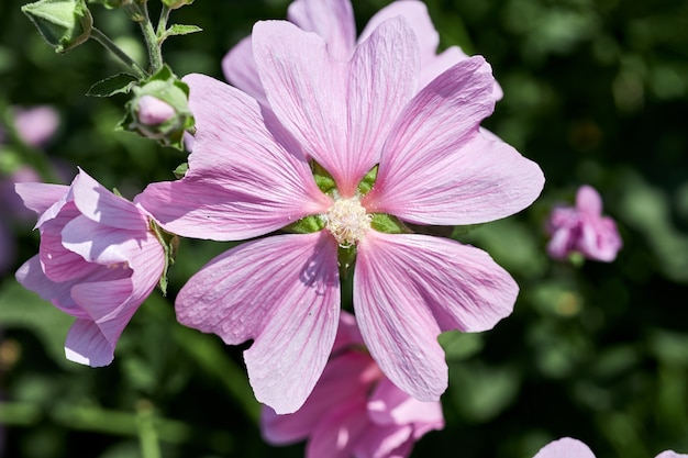 Cespugli con bellissimi fiori rosa vicino alla casa