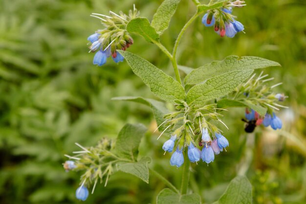 Cespugli con bellissimi fiori sereni su cui è seduta una vespa ape